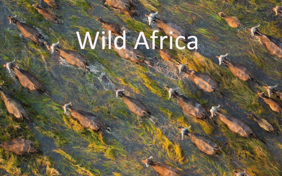 African Wildlife By Drone